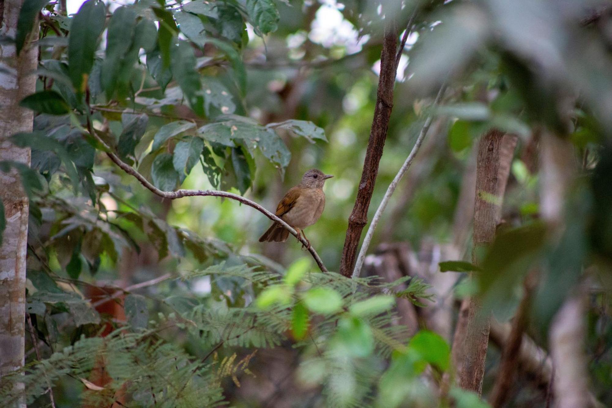 Floresta Encantada Telescopio,Fogueira, Riacho Chapada dos Guimarães 外观 照片